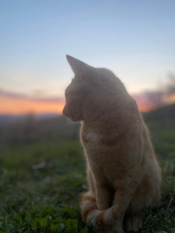 Nature Homestay Trenčín Esterno foto
